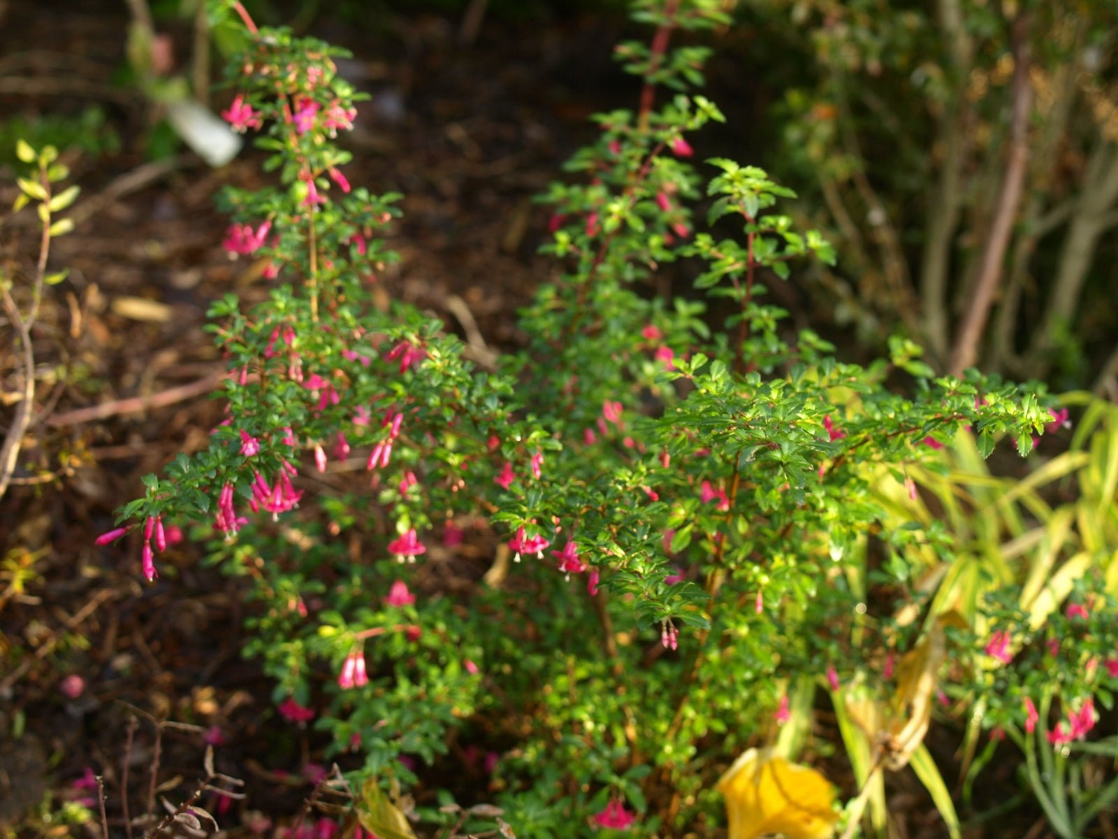 Fuchsia microphylla - Herrenkamper Gärten - Pflanzenraritäten