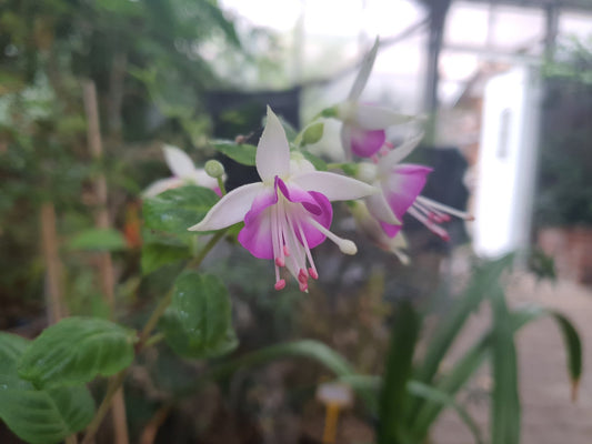 Fuchsia 'Thamar' - Herrenkamper Gärten - Pflanzenraritäten