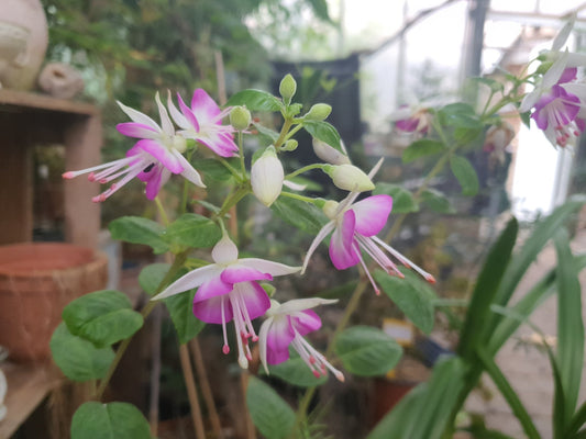 Fuchsia 'Thamar' - Herrenkamper Gärten - Pflanzenraritäten