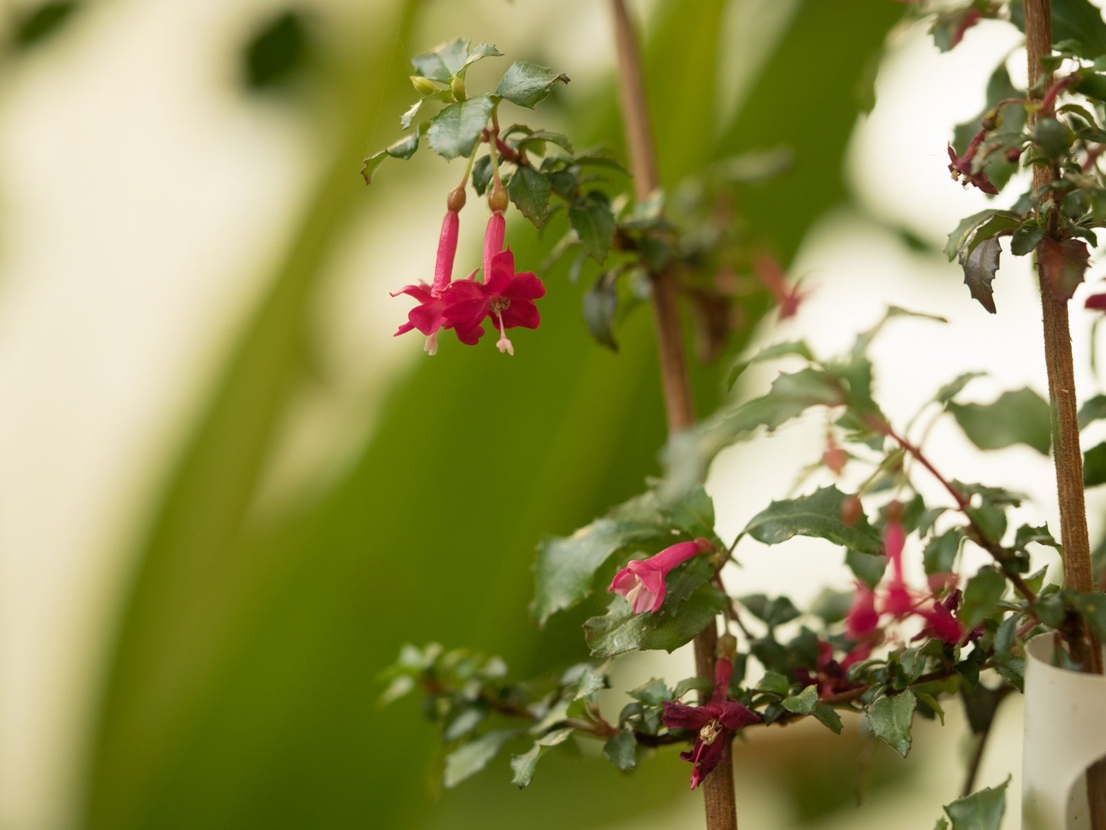 Fuchsia x bacillaris 'Reflexa' - Herrenkamper Gärten - Pflanzenraritäten