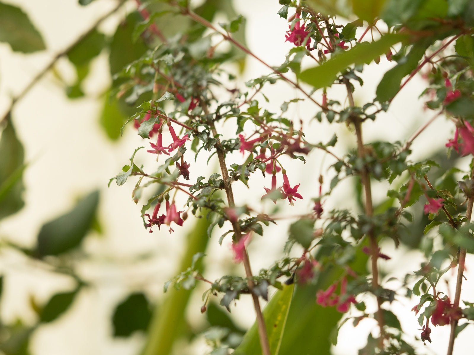 Fuchsia x bacillaris 'Reflexa' - Herrenkamper Gärten - Pflanzenraritäten