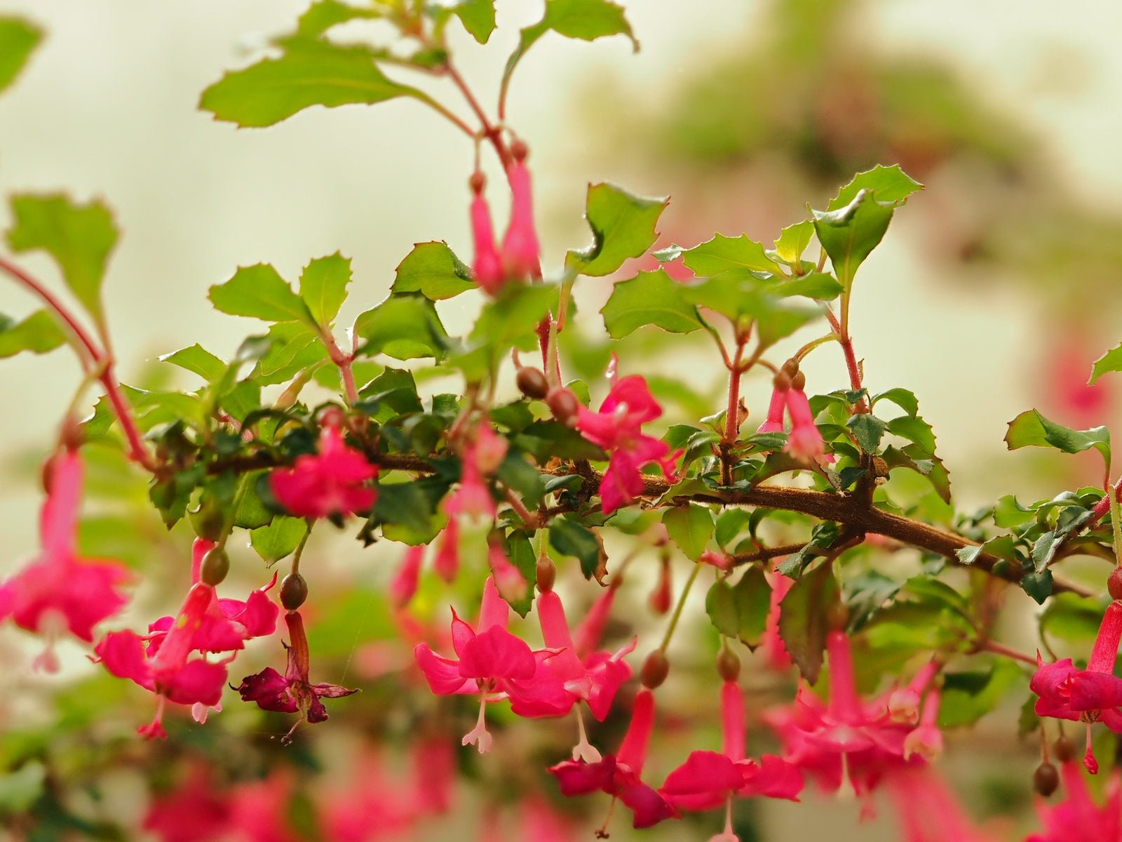 Fuchsia x bacillaris 'Reflexa' - Herrenkamper Gärten - Pflanzenraritäten