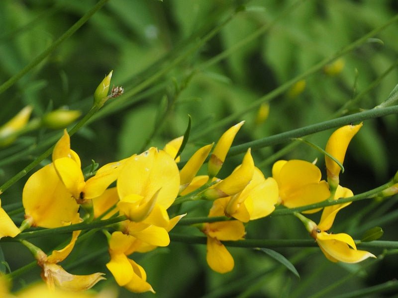 Genista aetnensis - Herrenkamper Gärten - Pflanzenraritäten