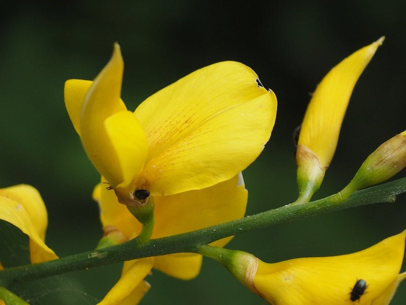 Genista aetnensis - Herrenkamper Gärten - Pflanzenraritäten