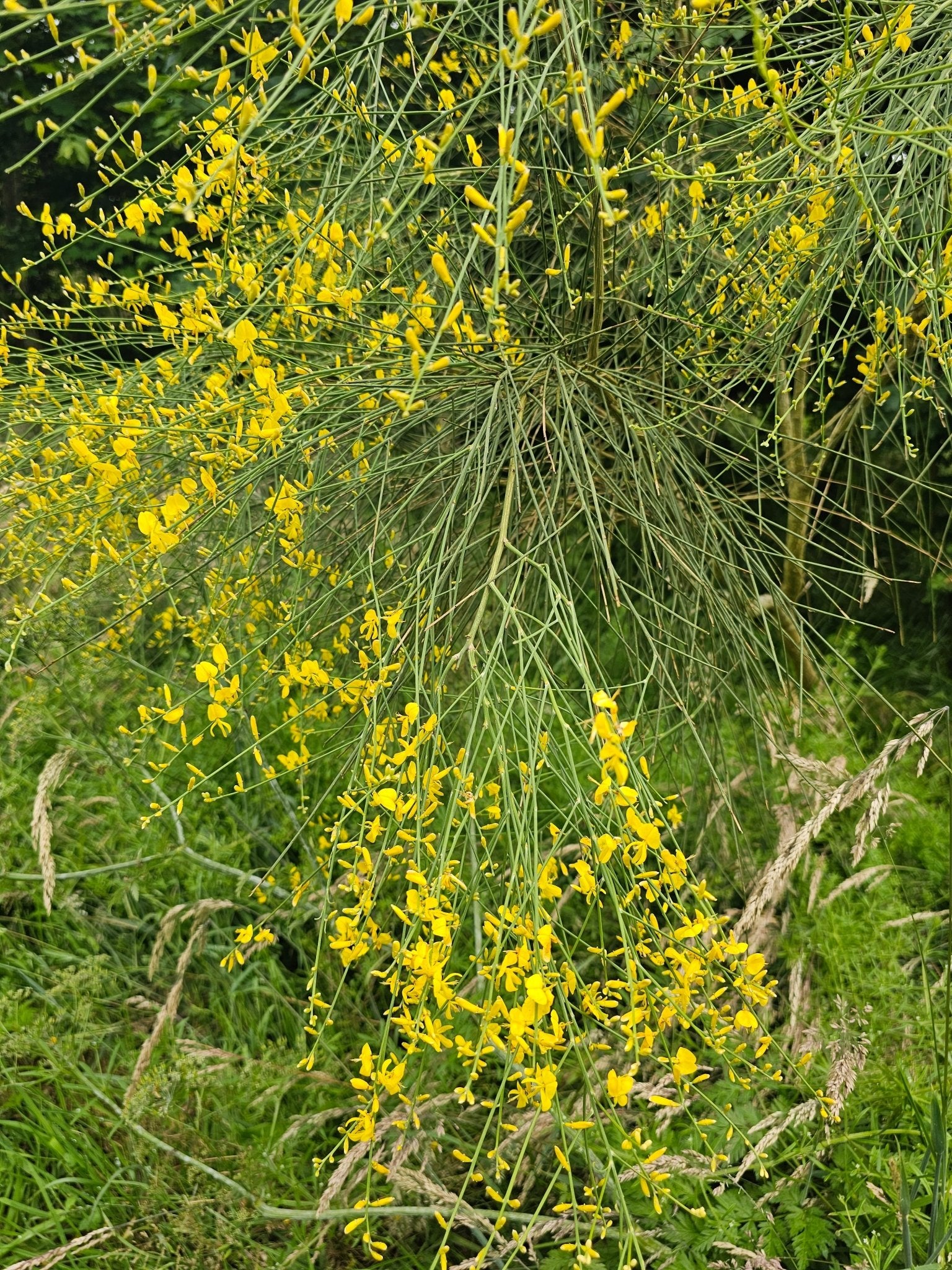 Genista aetnensis - Herrenkamper Gärten - Pflanzenraritäten