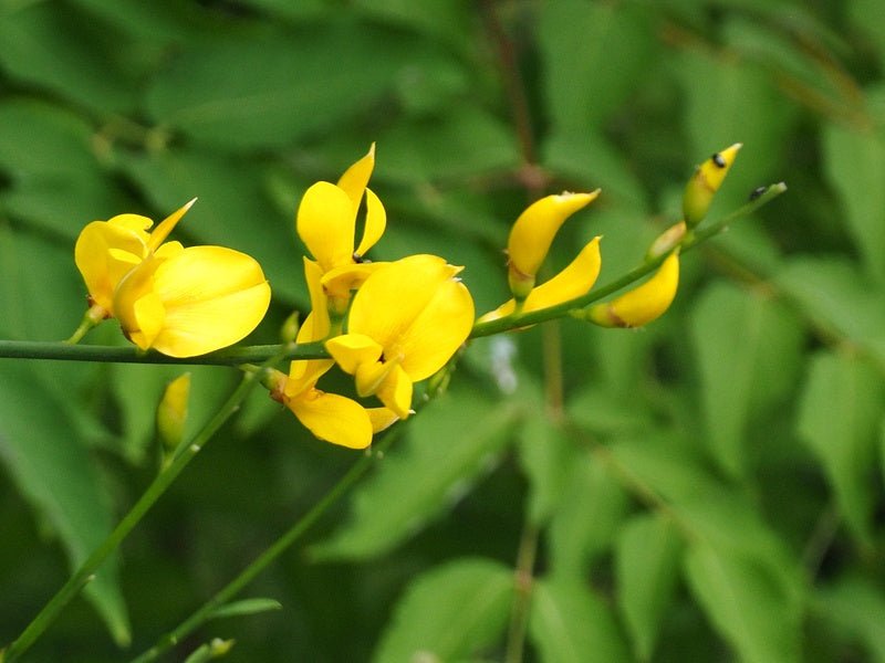 Genista aetnensis - Herrenkamper Gärten - Pflanzenraritäten