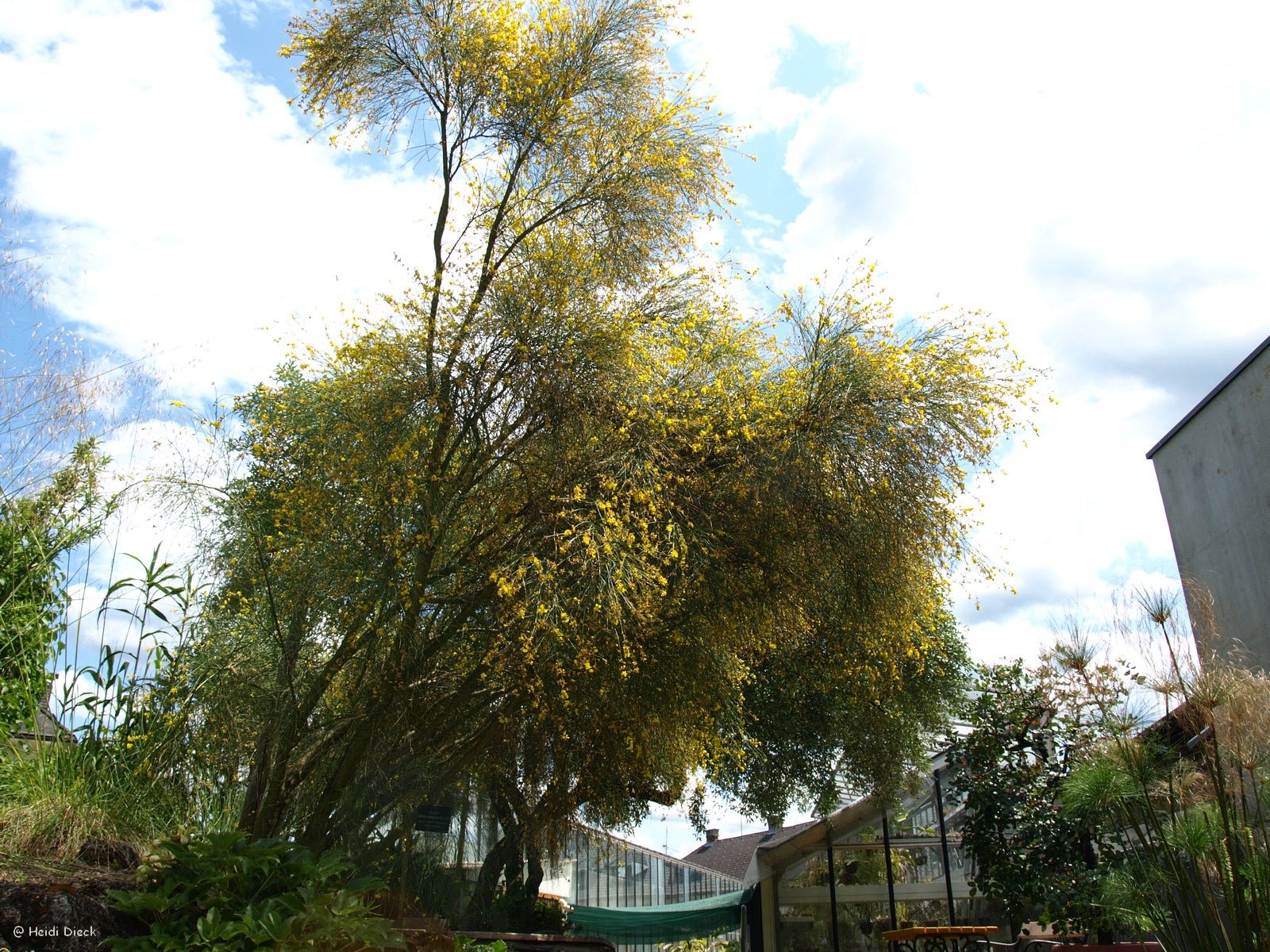 Genista aetnensis - Herrenkamper Gärten - Pflanzenraritäten