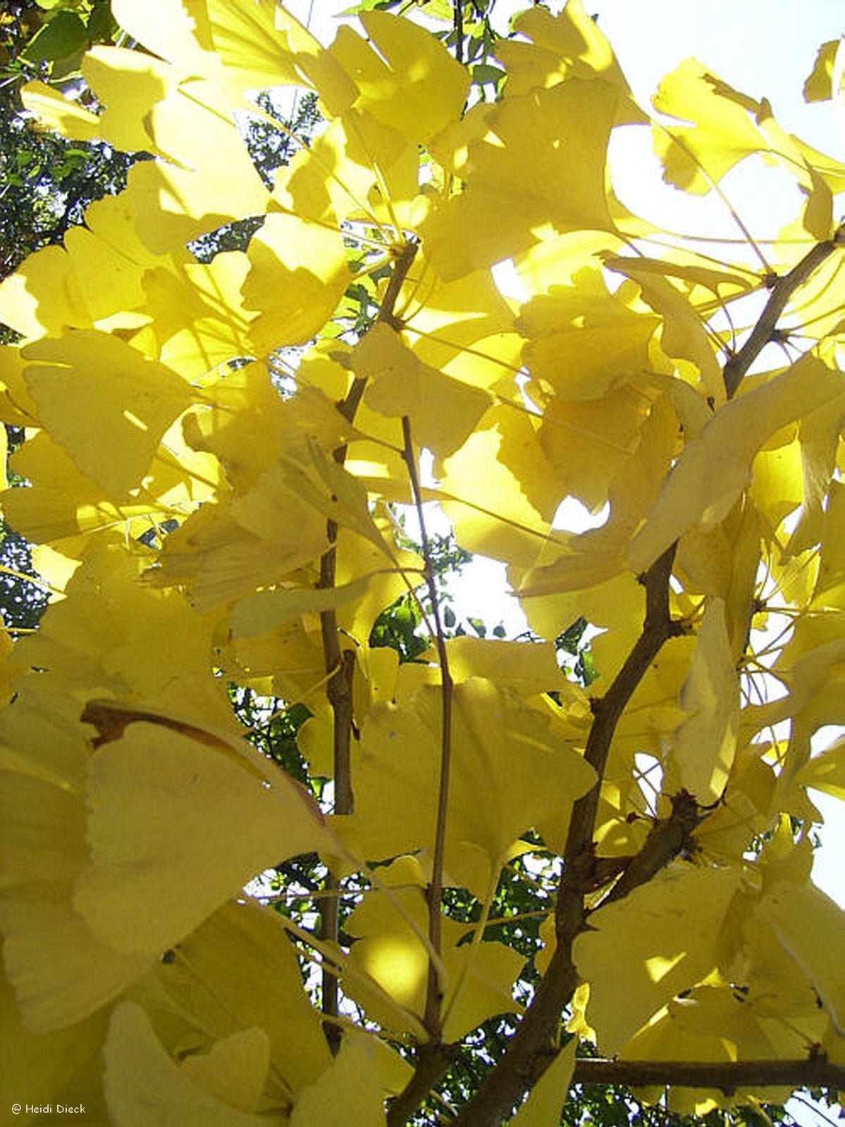 Ginkgo biloba - Herrenkamper Gärten - Pflanzenraritäten