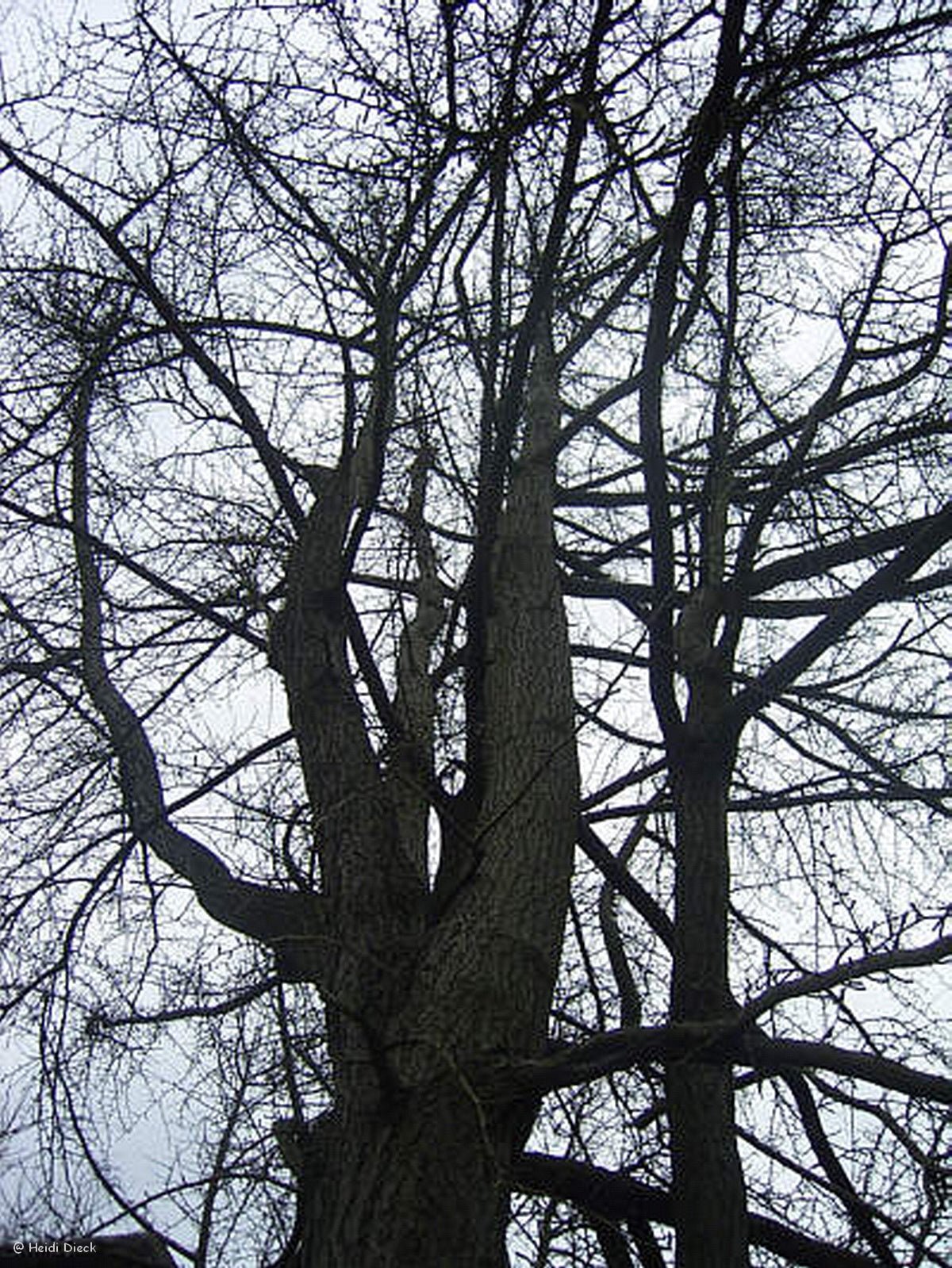 Ginkgo biloba - Herrenkamper Gärten - Pflanzenraritäten