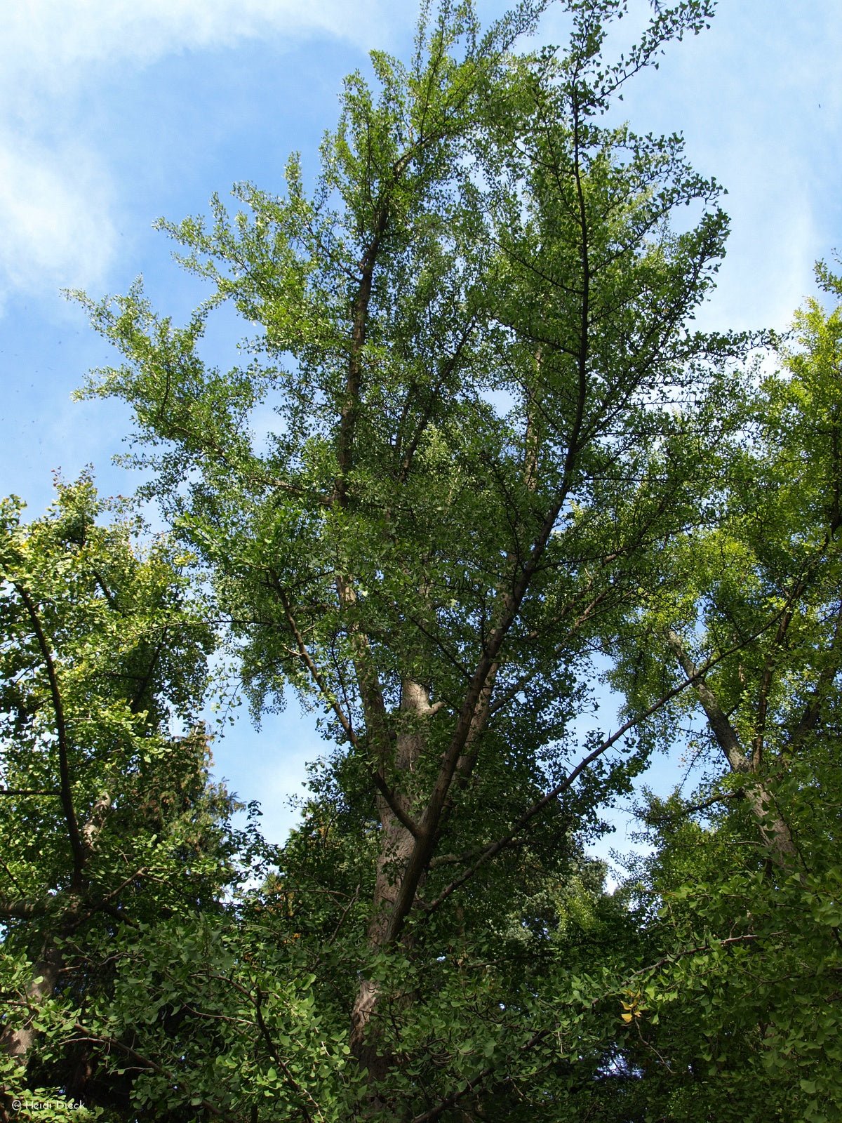 Ginkgo biloba - Herrenkamper Gärten - Pflanzenraritäten