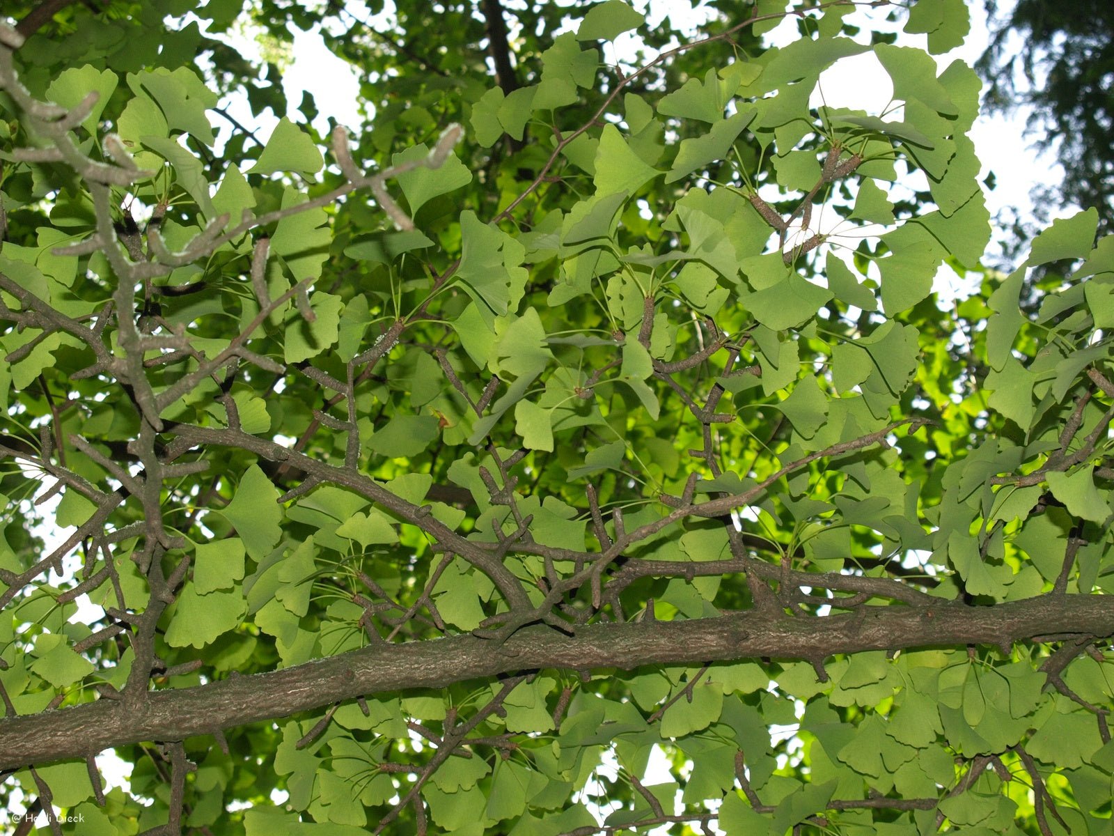 Ginkgo biloba - Herrenkamper Gärten - Pflanzenraritäten