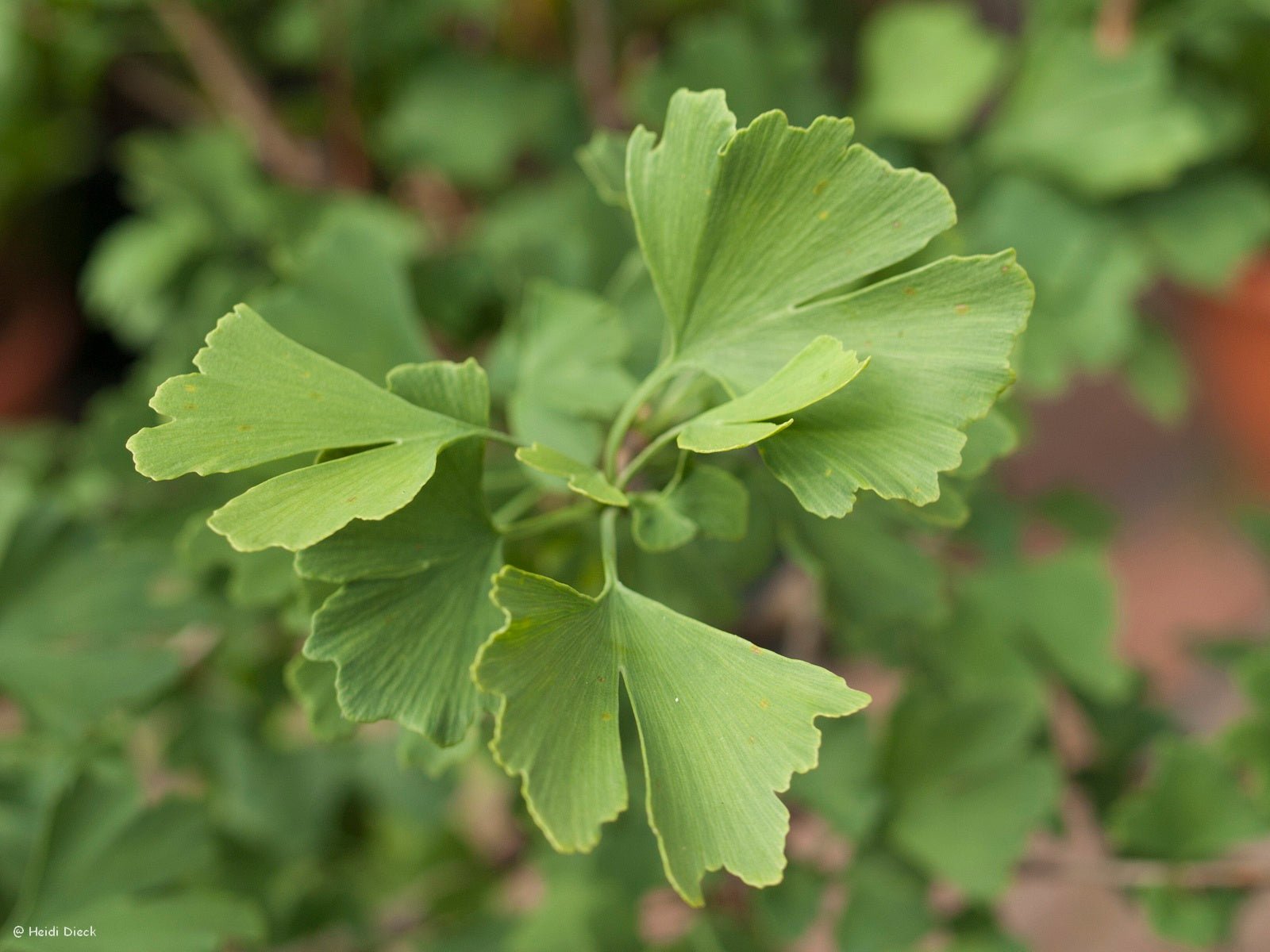 Ginkgo biloba 'Annys Dwarf' - Herrenkamper Gärten - Pflanzenraritäten