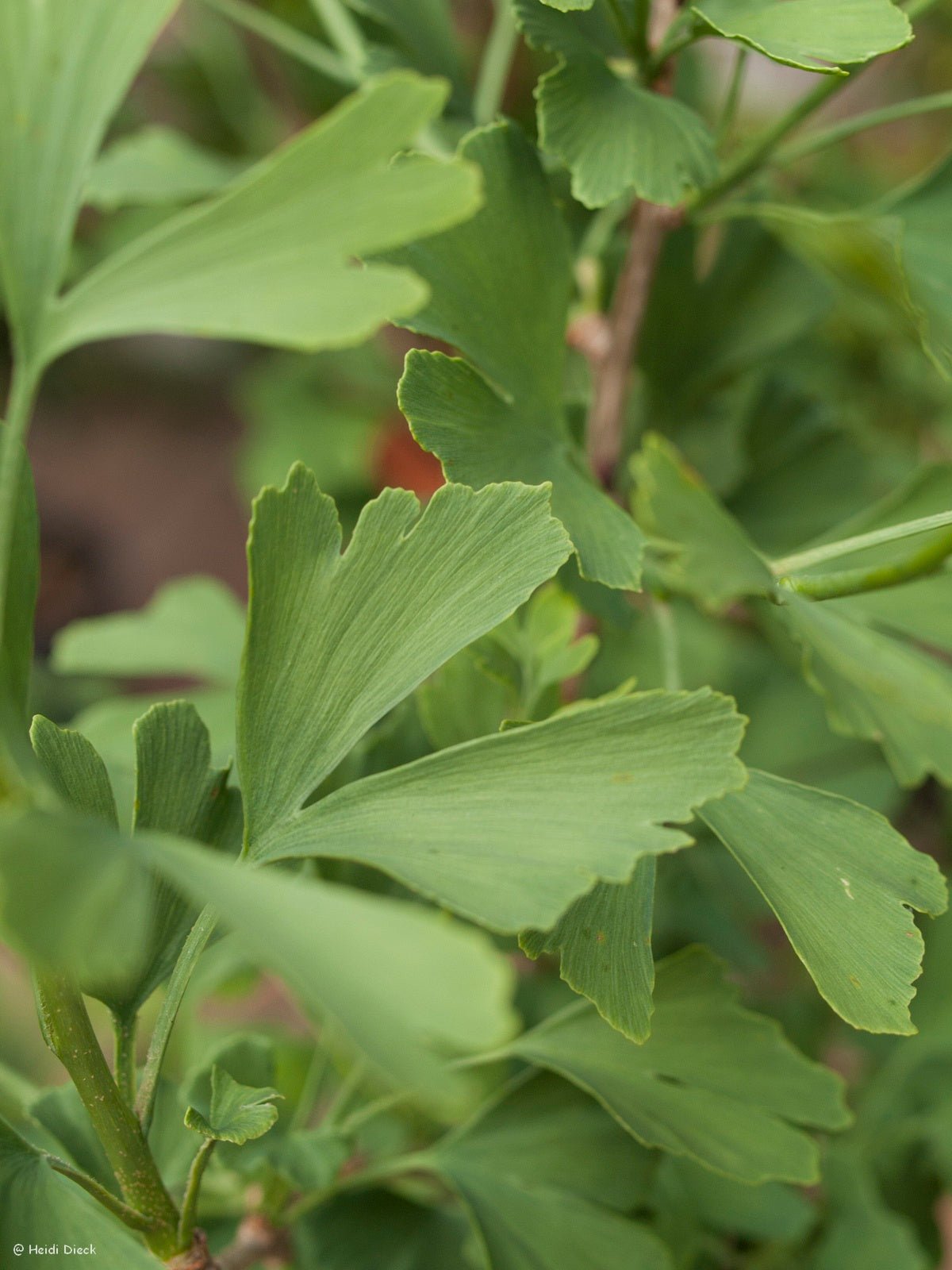 Ginkgo biloba 'Annys Dwarf' - Herrenkamper Gärten - Pflanzenraritäten