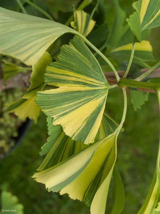 Ginkgo biloba 'Aureovariegata' - Herrenkamper Gärten - Pflanzenraritäten