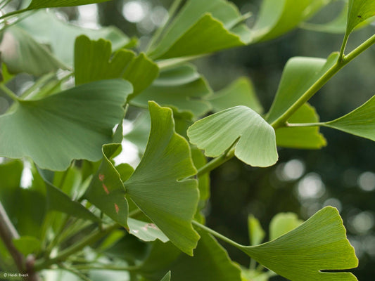 Ginkgo biloba 'Autumn Gold' - Herrenkamper Gärten - Pflanzenraritäten