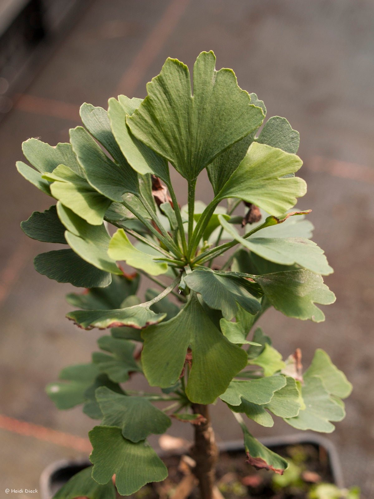 Ginkgo biloba 'Baldii' - Herrenkamper Gärten - Pflanzenraritäten