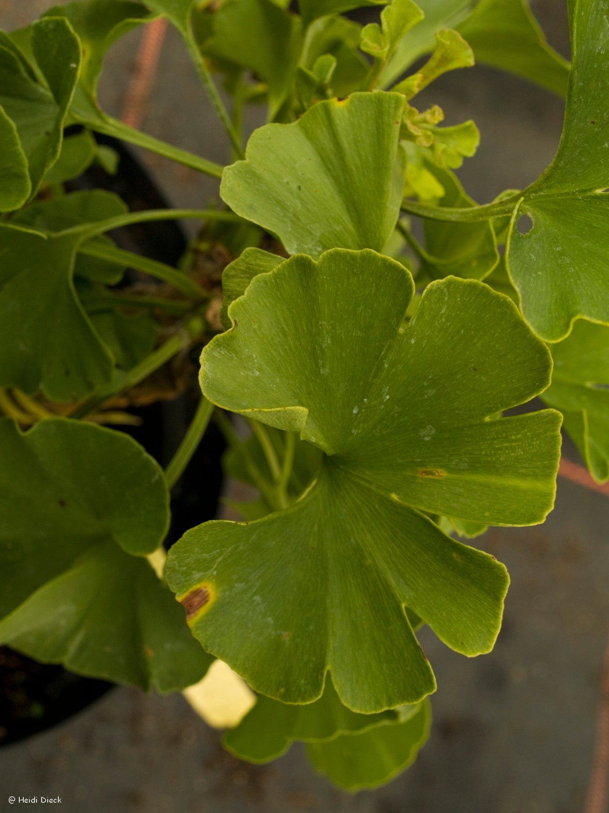 Ginkgo biloba 'Baldii' - Herrenkamper Gärten - Pflanzenraritäten