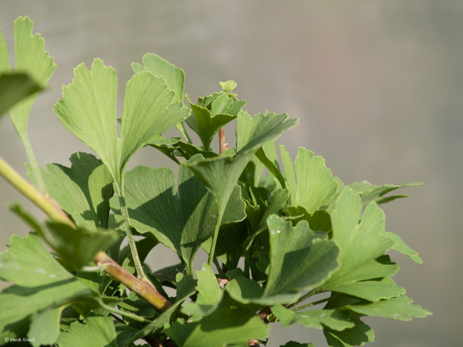 Ginkgo biloba 'Baldii' - Herrenkamper Gärten - Pflanzenraritäten