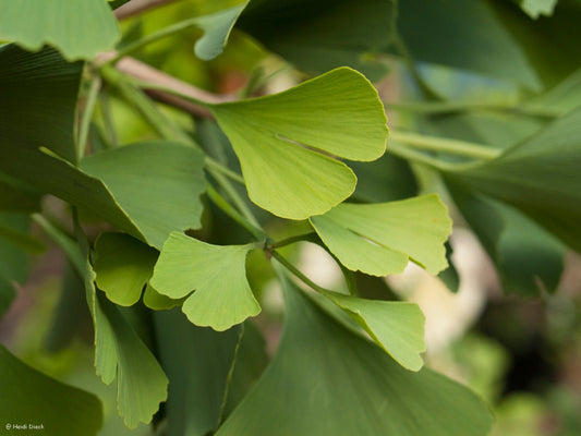 Ginkgo biloba 'Barabite Nana' - Herrenkamper Gärten - Pflanzenraritäten