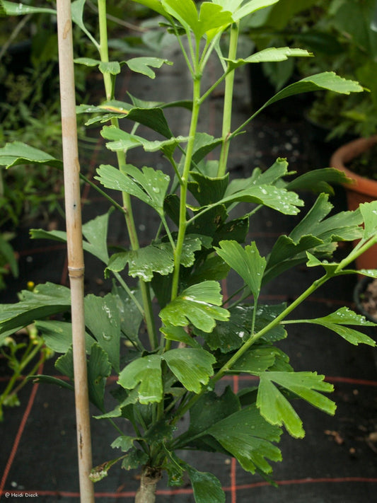 Ginkgo biloba 'Barabits Fastigiata' - Herrenkamper Gärten - Pflanzenraritäten