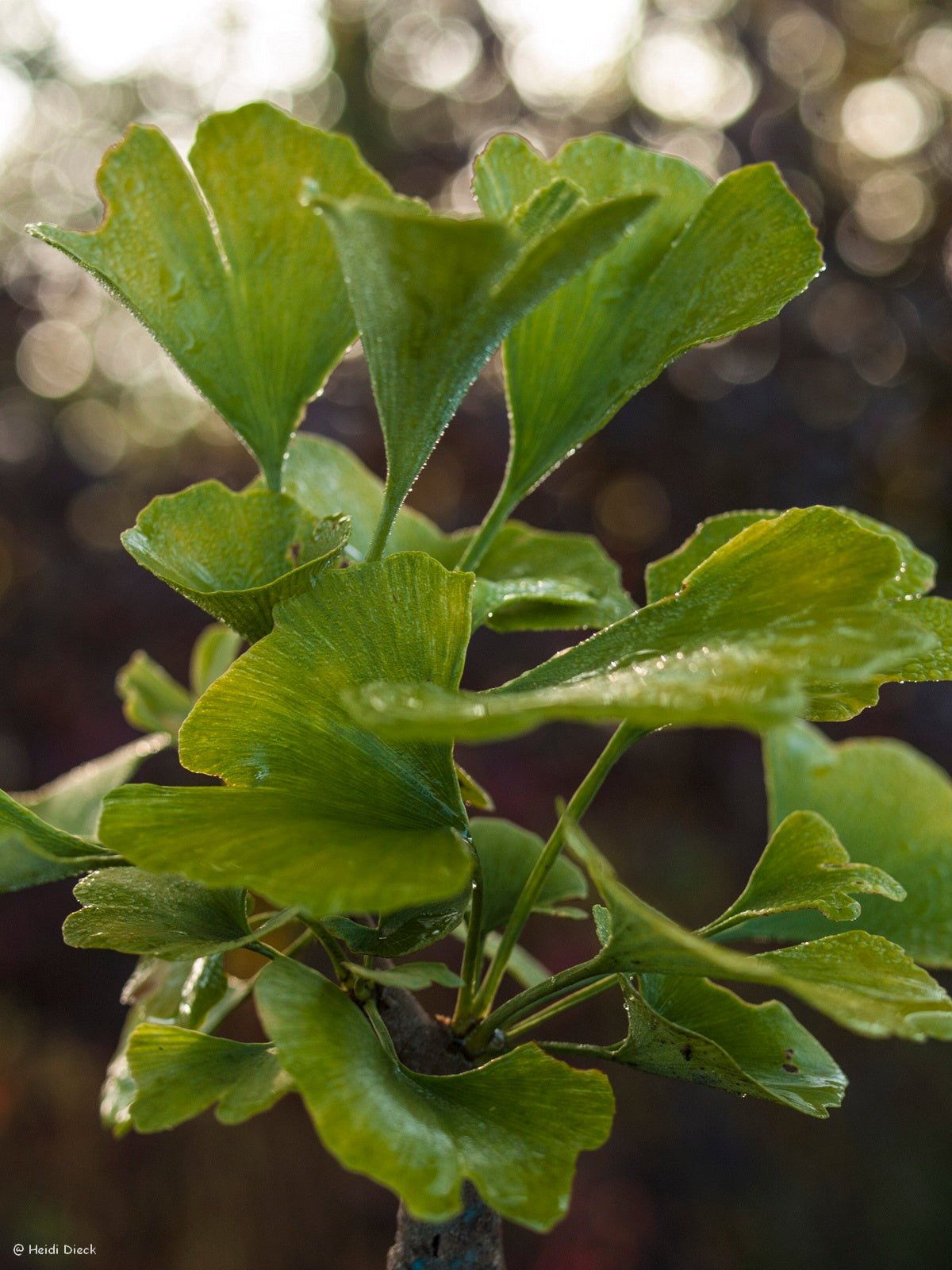 Ginkgo biloba 'Beijing Gold' - Herrenkamper Gärten - Pflanzenraritäten