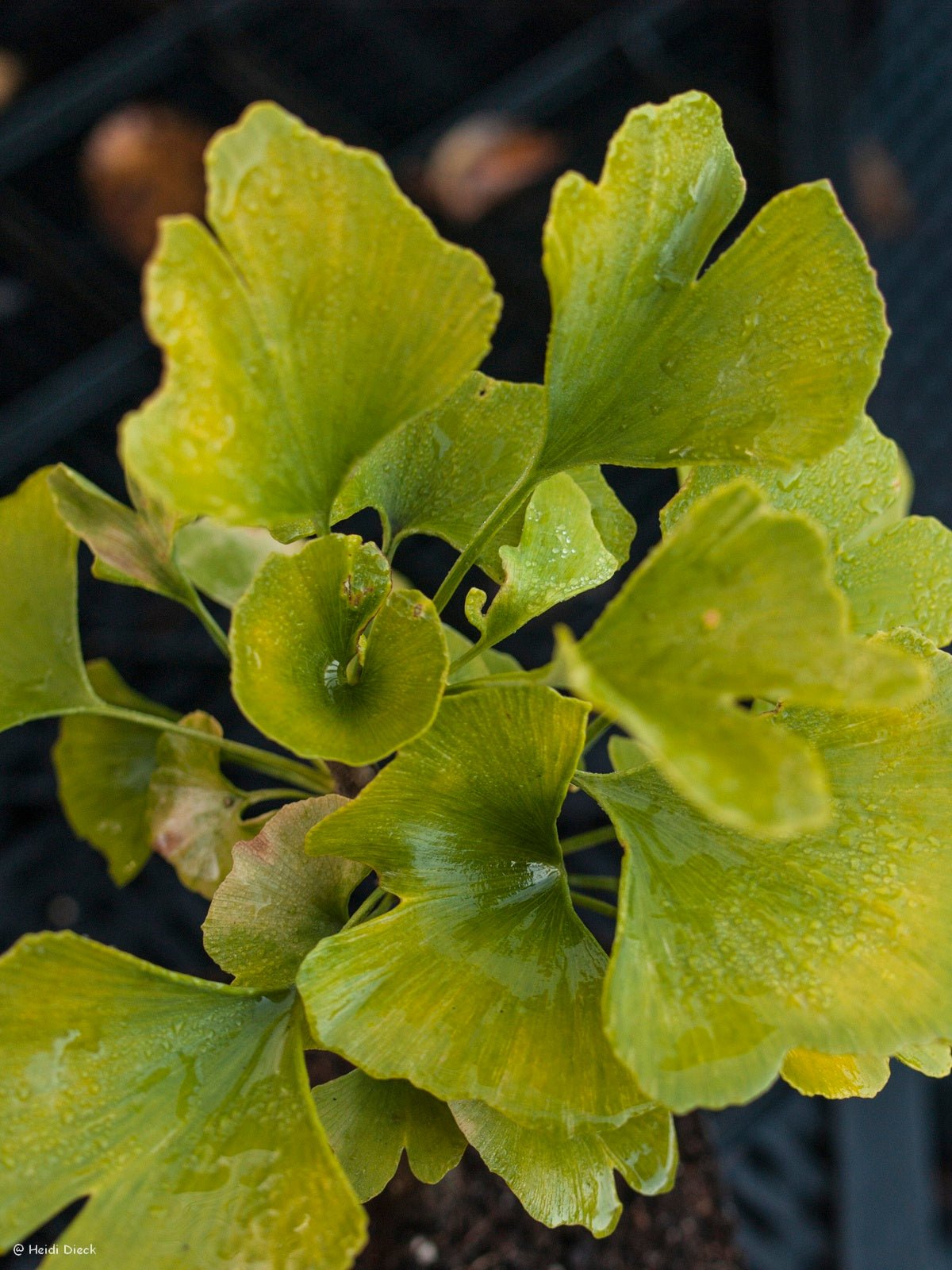 Ginkgo biloba 'Beijing Gold' - Herrenkamper Gärten - Pflanzenraritäten