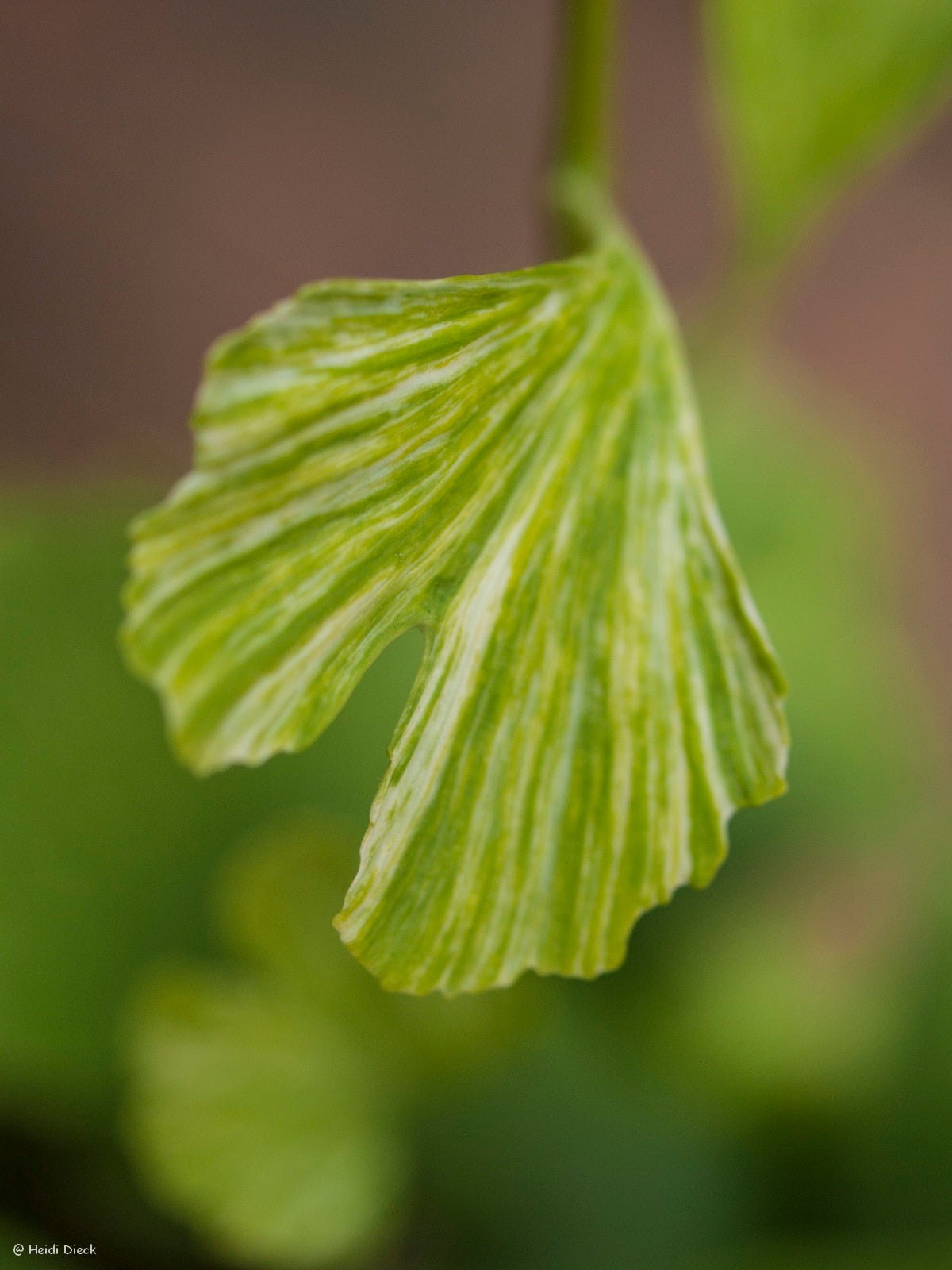 Ginkgo biloba 'Beijing Gold' - Herrenkamper Gärten - Pflanzenraritäten