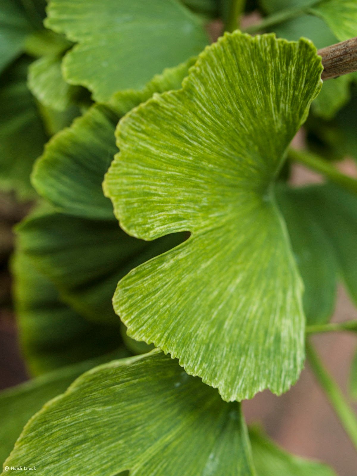 Ginkgo biloba 'Beijing Gold' - Herrenkamper Gärten - Pflanzenraritäten