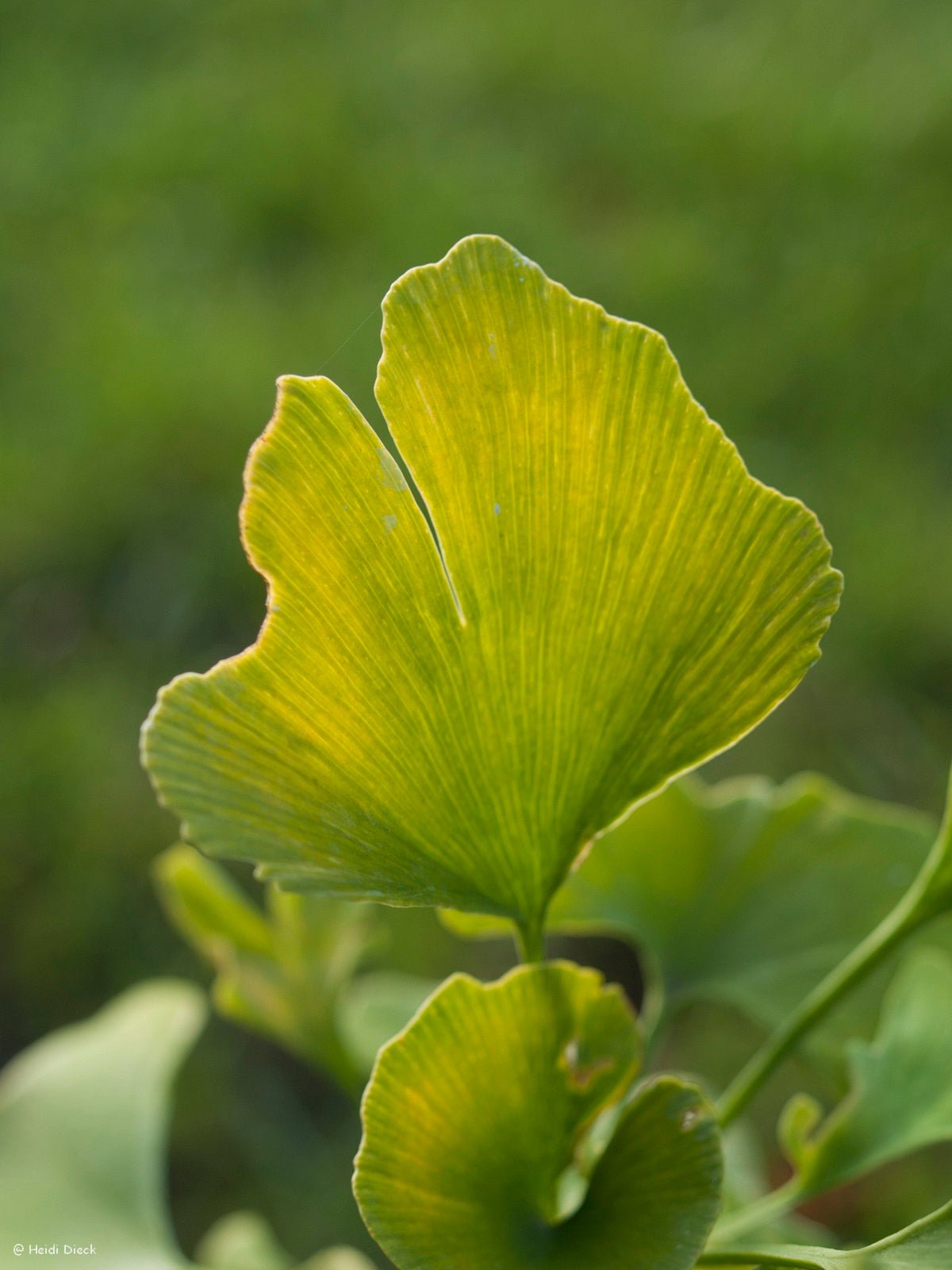 Ginkgo biloba 'Beijing Gold' - Herrenkamper Gärten - Pflanzenraritäten