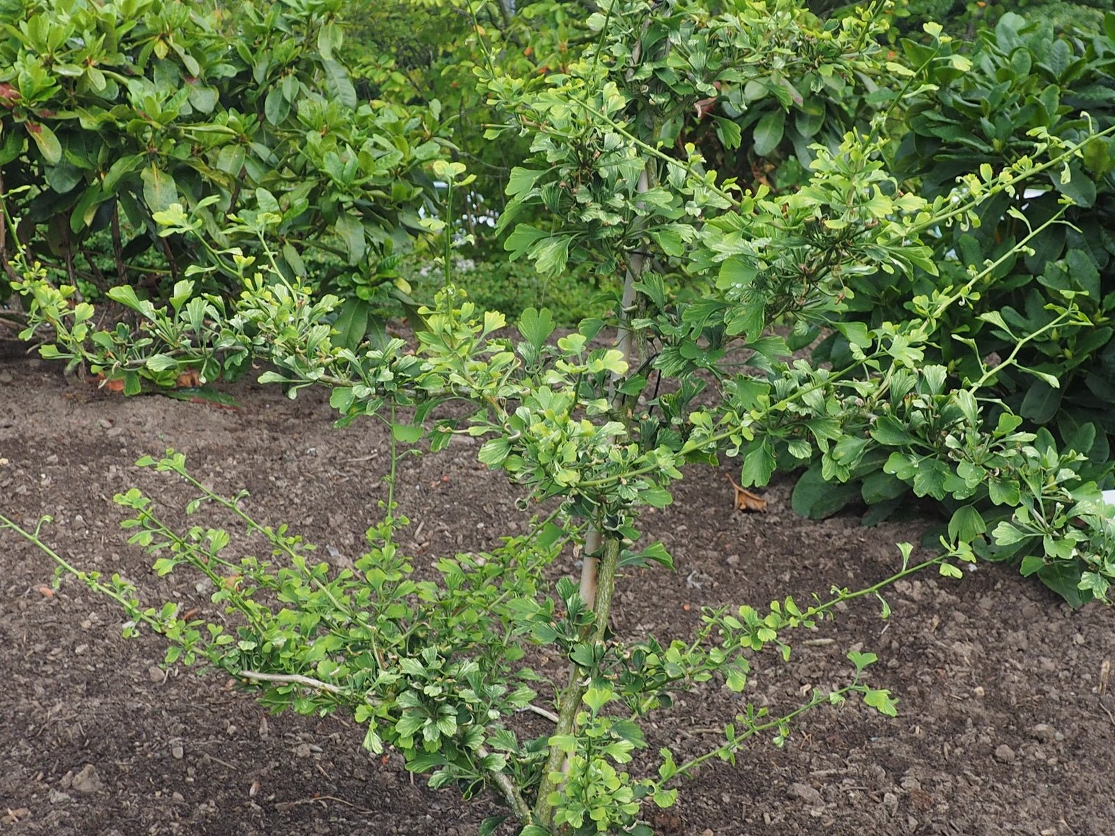 Ginkgo biloba 'Beijing Gold' - Herrenkamper Gärten - Pflanzenraritäten