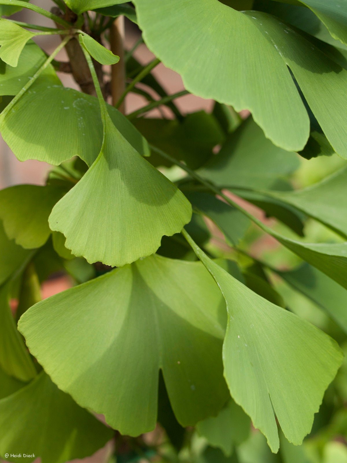 Ginkgo biloba 'Bergen op Zoom' - Herrenkamper Gärten - Pflanzenraritäten