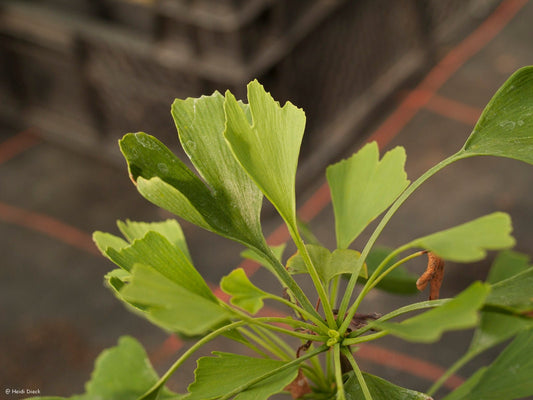 Ginkgo biloba 'Bertold Leendertz' - Herrenkamper Gärten - Pflanzenraritäten