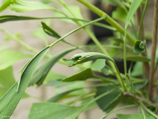 Ginkgo biloba 'Broom with tubes' - Herrenkamper Gärten - Pflanzenraritäten