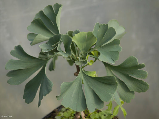 Ginkgo biloba 'Buddy' - Herrenkamper Gärten - Pflanzenraritäten