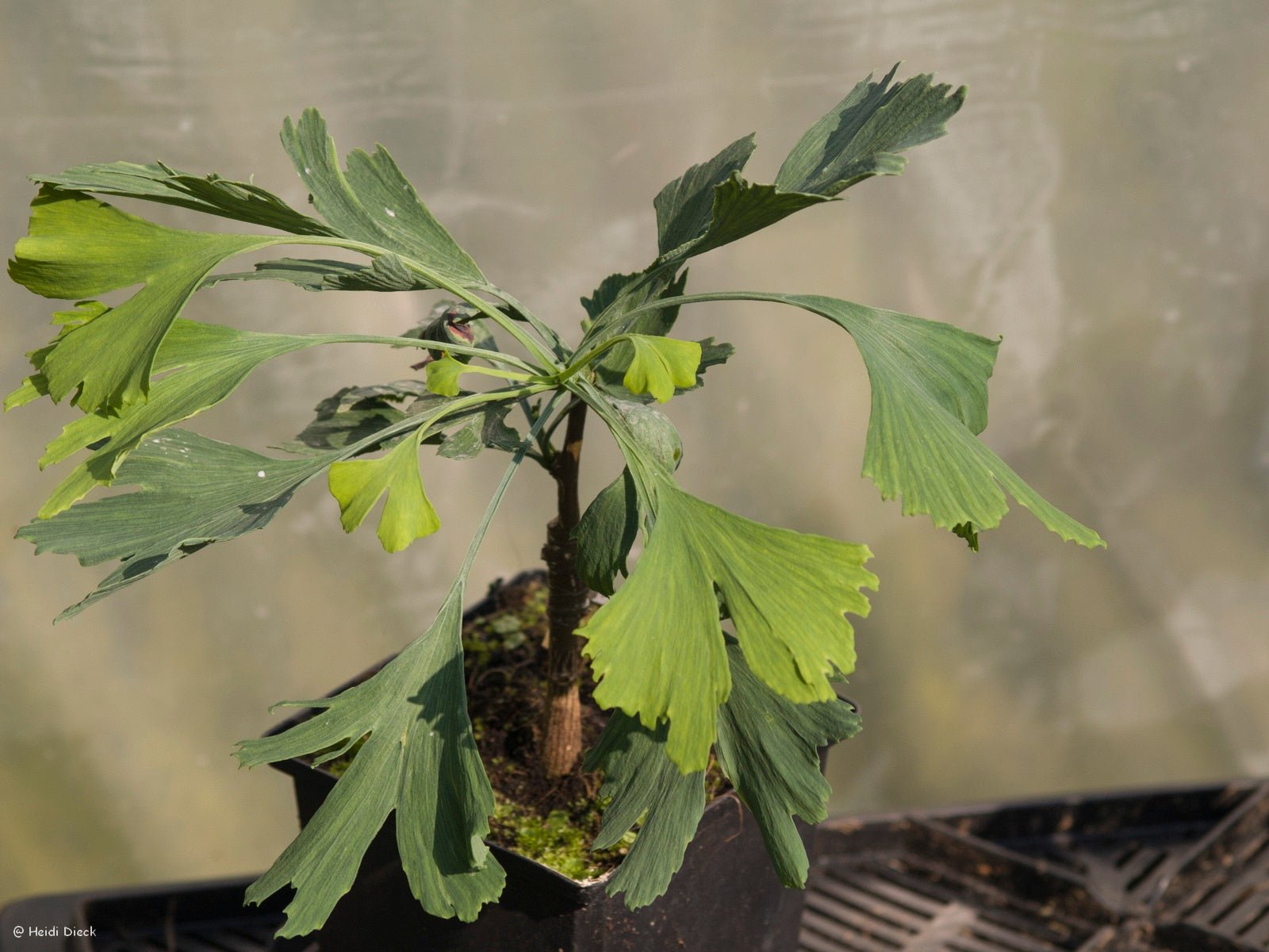 Ginkgo biloba 'Bullwinkle' - Herrenkamper Gärten - Pflanzenraritäten