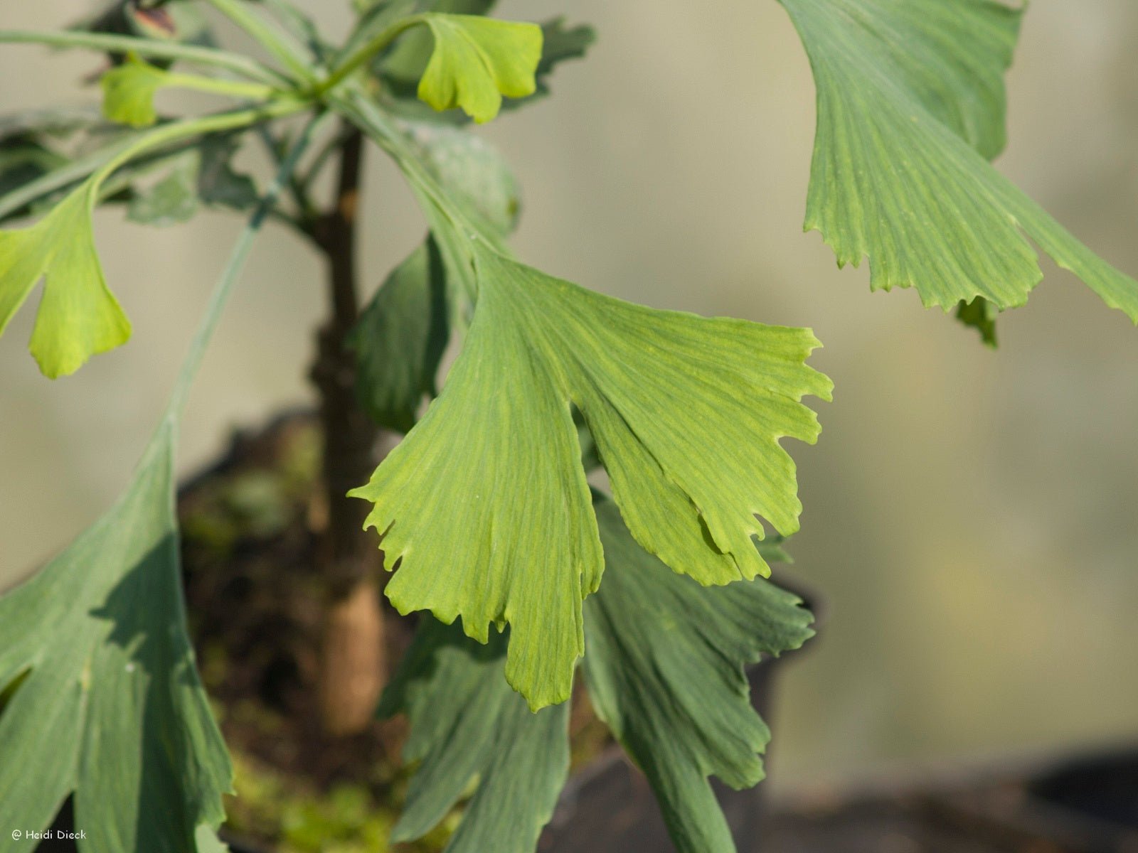 Ginkgo biloba 'Bullwinkle' - Herrenkamper Gärten - Pflanzenraritäten