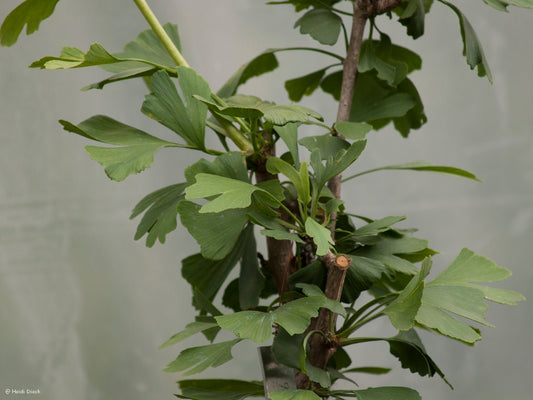 Ginkgo biloba 'Busse' - Herrenkamper Gärten - Pflanzenraritäten