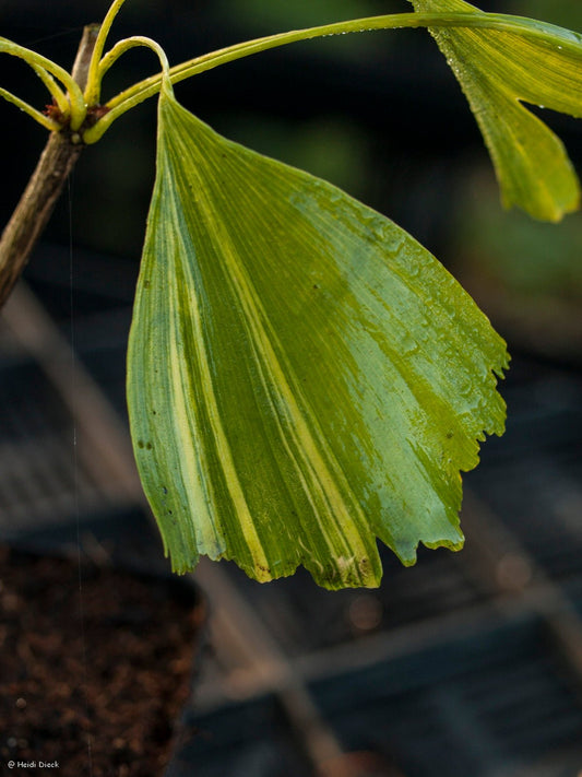 Ginkgo biloba 'Californian Sunset' - Herrenkamper Gärten - Pflanzenraritäten