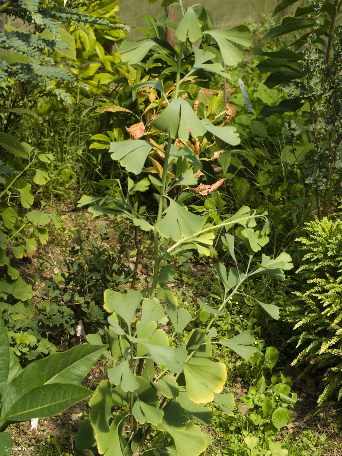 Ginkgo biloba 'Canopy' - Herrenkamper Gärten - Pflanzenraritäten