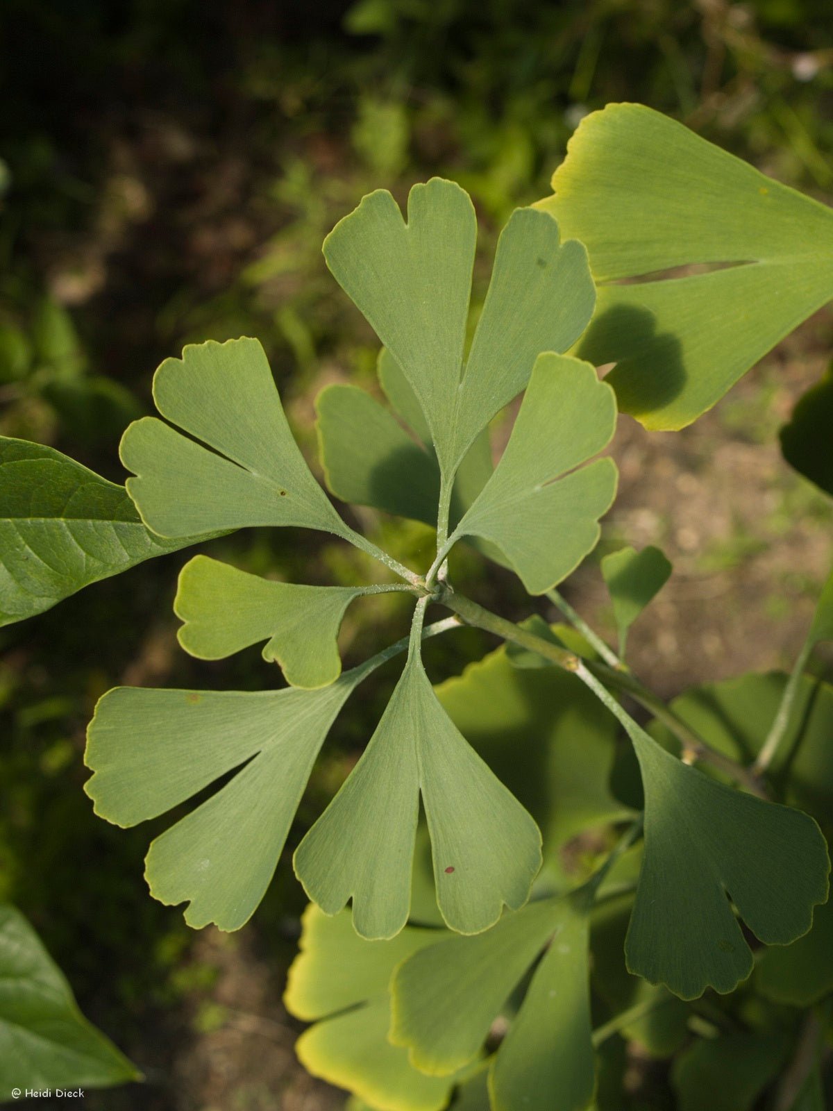 Ginkgo biloba 'Canopy' - Herrenkamper Gärten - Pflanzenraritäten