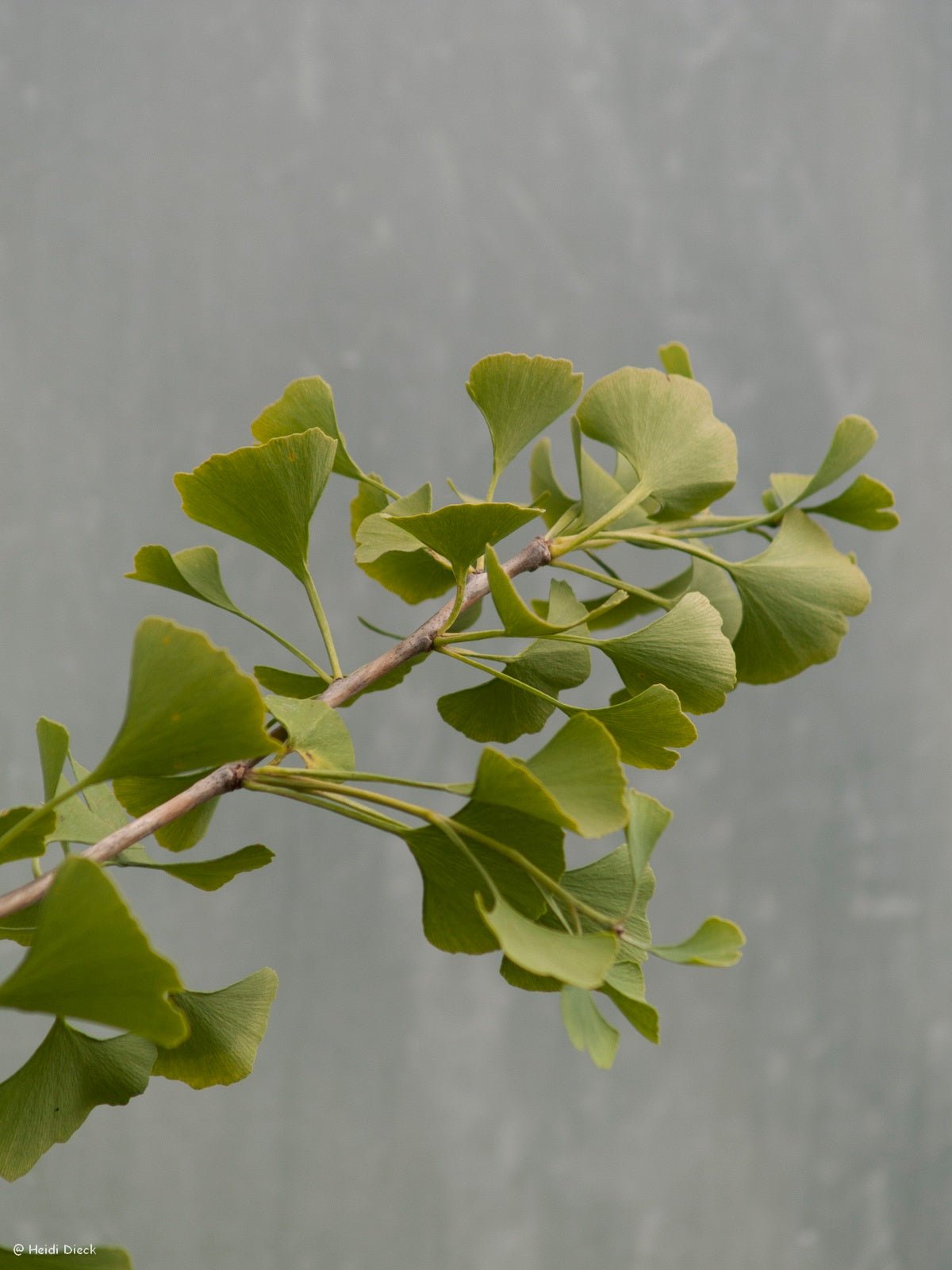 Ginkgo biloba 'Canopy' - Herrenkamper Gärten - Pflanzenraritäten