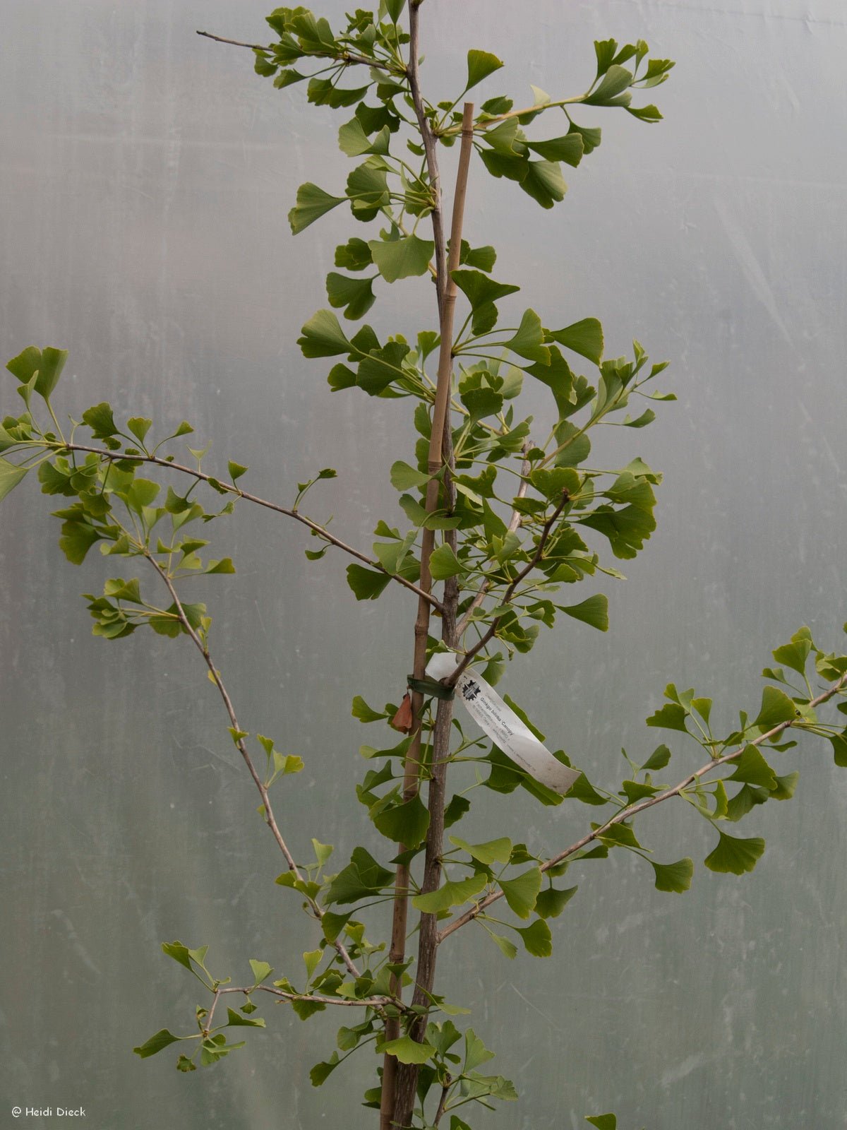 Ginkgo biloba 'Canopy' - Herrenkamper Gärten - Pflanzenraritäten