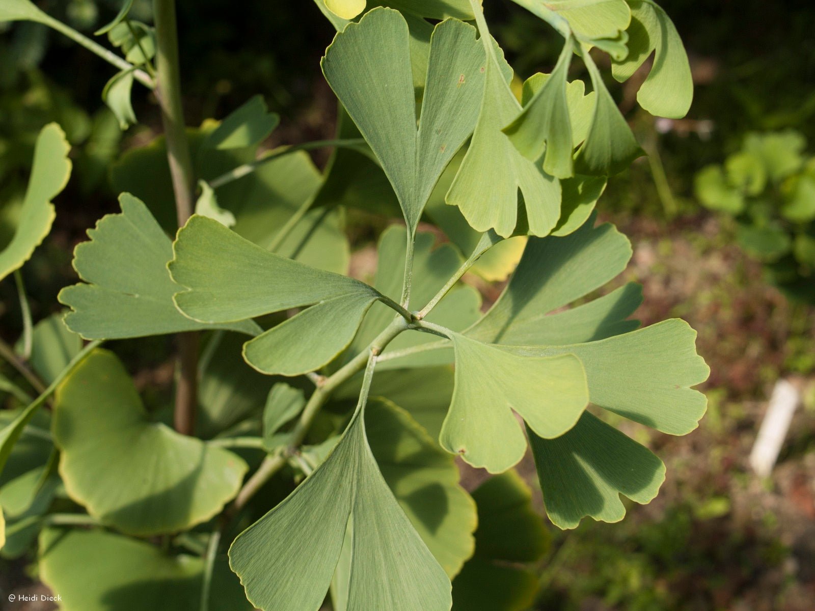 Ginkgo biloba 'Canopy' - Herrenkamper Gärten - Pflanzenraritäten