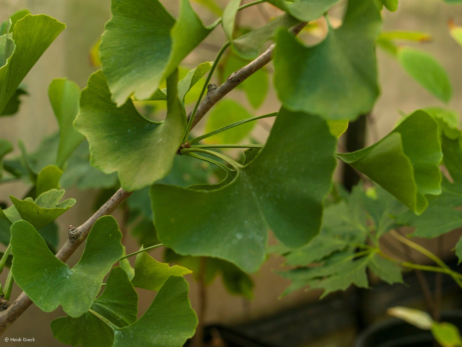 Ginkgo biloba 'Celeia' - Herrenkamper Gärten - Pflanzenraritäten