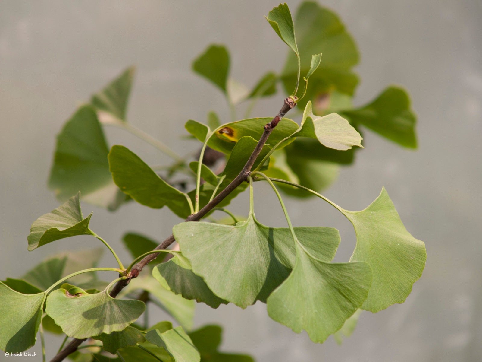 Ginkgo biloba 'Celeia' - Herrenkamper Gärten - Pflanzenraritäten