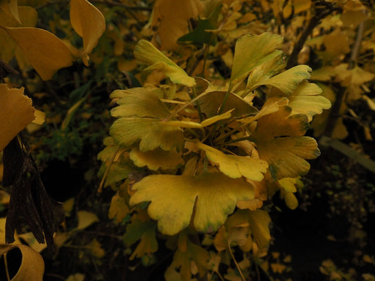 Ginkgo biloba 'Chase Manhattan' - Herrenkamper Gärten - Pflanzenraritäten