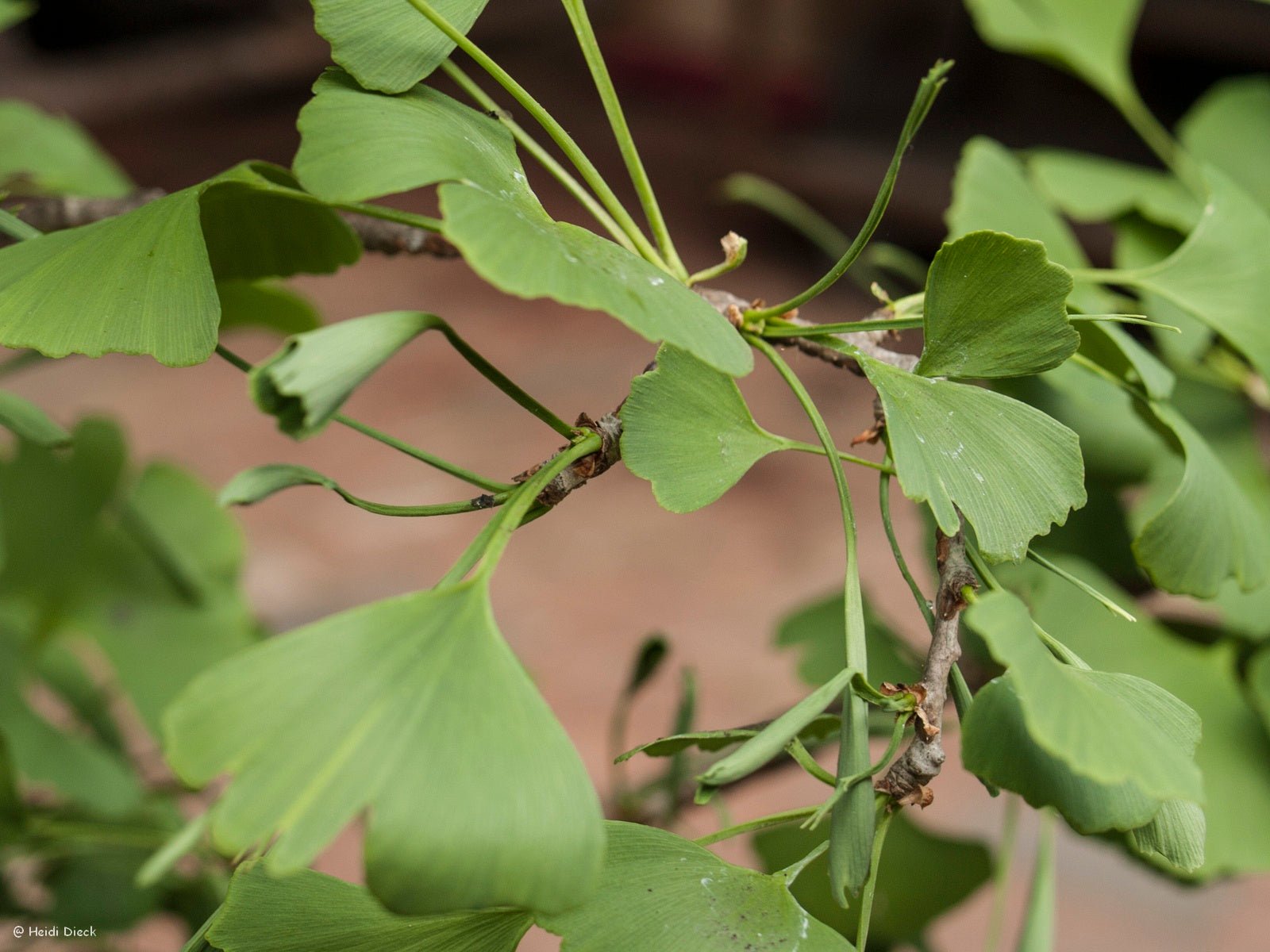 Ginkgo biloba 'Chotek' - Herrenkamper Gärten - Pflanzenraritäten