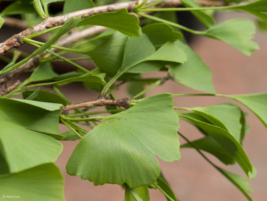 Ginkgo biloba 'Chotek' - Herrenkamper Gärten - Pflanzenraritäten