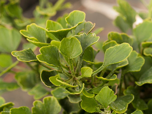 Ginkgo biloba 'Chris Dwarf' - Herrenkamper Gärten - Pflanzenraritäten