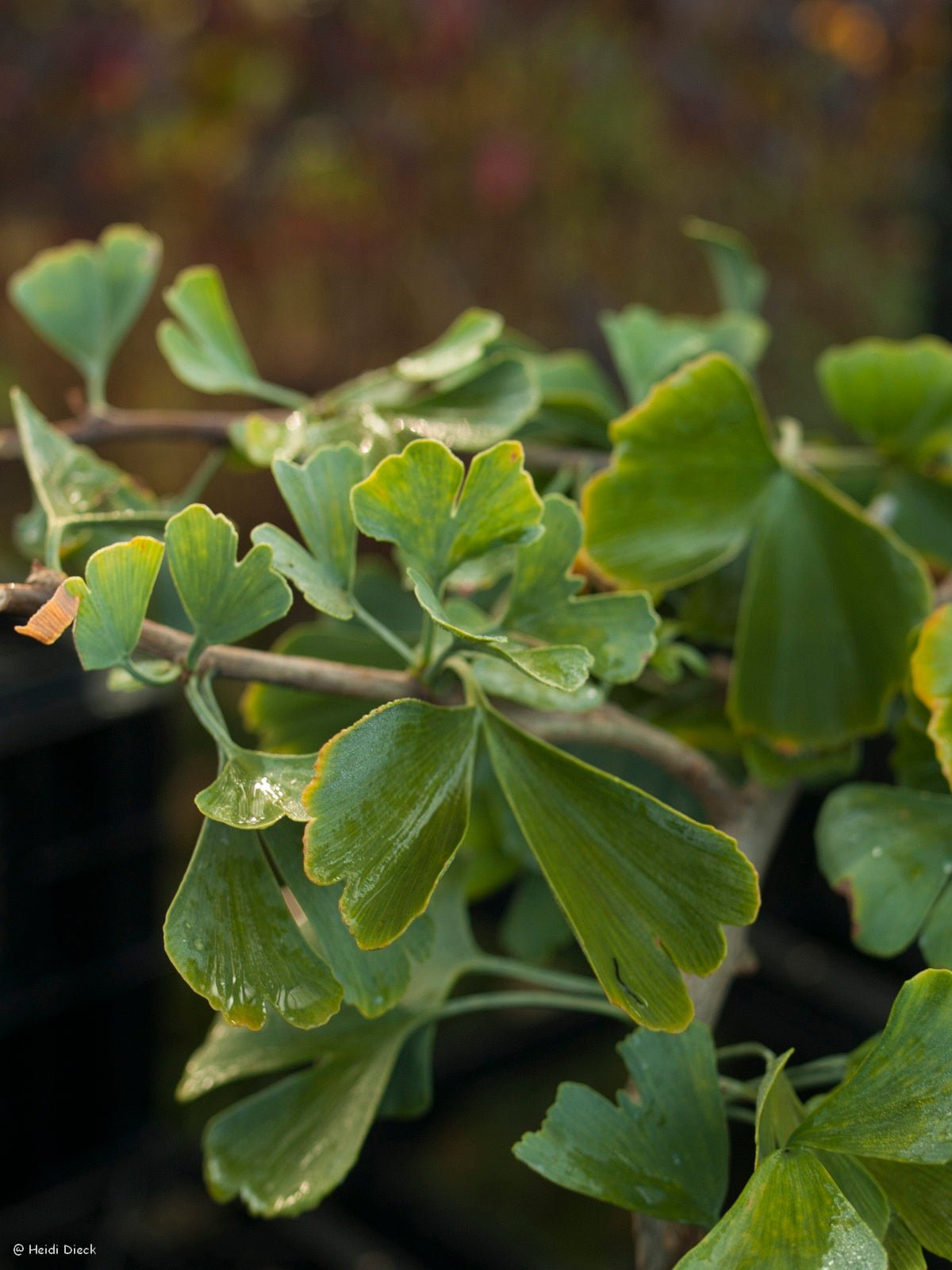 Ginkgo biloba 'D. J.s Bow Tie' - Herrenkamper Gärten - Pflanzenraritäten